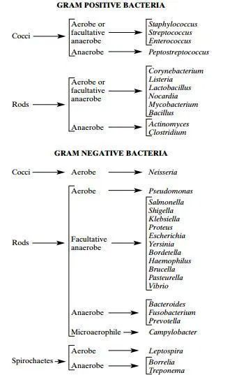 Microbiology Study, Bio Notes, Medical Lab Technician, Medical Laboratory Technician, Microbiology Lab, Medical Laboratory Scientist, College Nursing, Laboratory Technician, Vet Medicine