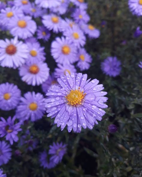 Aster flower meaning • Discover the true meanings of this beautiful flower Aesthetic Aster Flowers, Purple Asters Flower, Aster Flower Aesthetic, Aster Flower Meaning, Juliette Tattoo, Aster Aesthetic, Asters Flower, Purple Aster Flower, Aster Plant