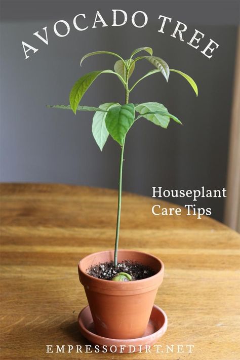 How to Grow an Avocado Tree | Empress of Dirt Planting Avocado Pit, Indoor Avocado Tree, Avocado Tree Care, Avocado Plant From Seed, Indoor Tropical Plants, Avocado Plant, Grow Avocado, Houseplant Care, Vegetable Garden Raised Beds