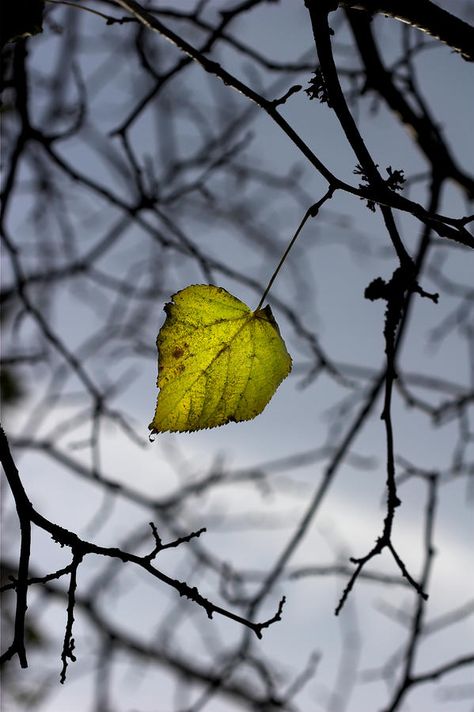 the last leaf standing Sheds Ideas Backyard, The Last Leaf, Single Leaf, Leaf Photography, Wallpaper Earth, Beautiful Sights, Love Images, Background For Photography, Belleza Natural