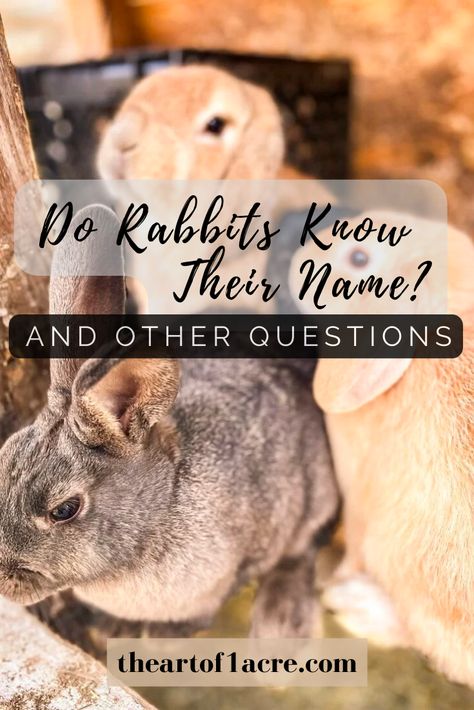 When you get a new rabbit, one of the first things you might want to do is give them a name. But have you ever wondered if rabbits actually know their name? Or if they can even understand human language at all? In this blog, we will explore some of the most common rabbit questions and offer some insight into what we know about rabbits to help you better understand these unique animals. Rabbit Names, Human Language, Unique Animals, Litter Box, Body Language, Name Sign, A Name, Veterinarian, Name Signs