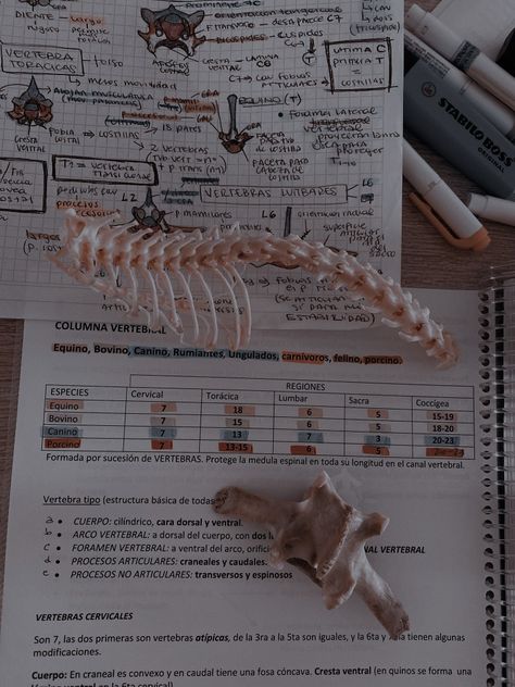 Animal Anatomy Study Aesthetic, Veterinary Aesthetic Collage, Vet Medicine Aesthetic, Veterinarian Student Aesthetic, Veterinary Nurse Aesthetic, Veterinary Science Aesthetic, Vet School Aesthetic Notes, Horse Vet Aesthetic, Vet Astethic