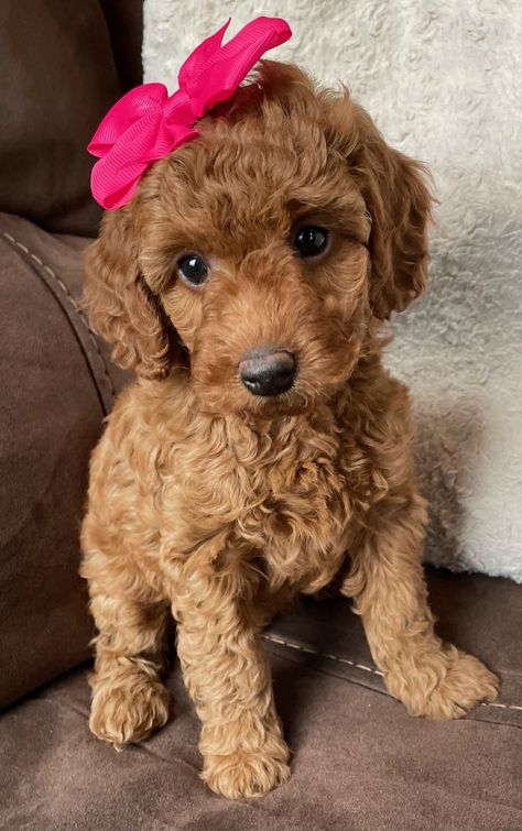 Teacup Goldendoodle Puppy, Cute Golden Doodle Puppies, Minature Goldendoodle Puppy, Mini Goodlendoodle, Petite Goldendoodle, Micro Mini Goldendoodle, Goldendoodle Funny, Goldendoodle Mini, Cute Goldendoodle