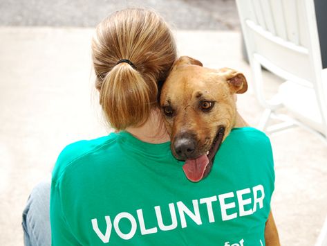 Volunteering With Animals, Animal Shelter Volunteer, Compassion Fatigue, Volunteer Work, Animal Protection, New Neighbors, Work With Animals, Animal Companions, Shelter Dogs