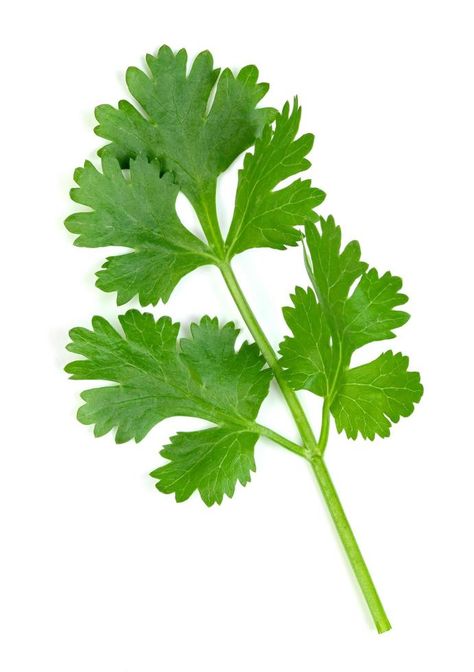 Cilantro Illustration, Cilantro Drawing, Freeze Cilantro, Herbs For Inflammation, Coriander Plant, Freezing Cilantro, Herb Planting, Herbs Image, Chip Design