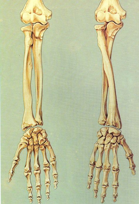 Arm bone Skeletal Arm Drawing, Human Bone Anatomy Drawing, Bone Reference Human Anatomy, Arm Bone Structure, Arm Skeleton Anatomy, Hand Bones Reference, Bones Reference Human Anatomy, Arm Bones Anatomy Drawing, Skeleton Arm References