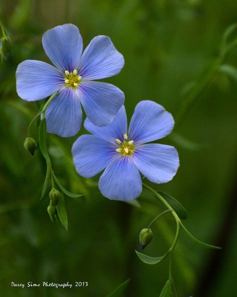 3 Petal Flower, Flax Flowers, Pot Crafts, Flowers Illustration, Blue Inspiration, Trendy Flowers, Delicate Flowers, Deco Floral, Flower Ideas