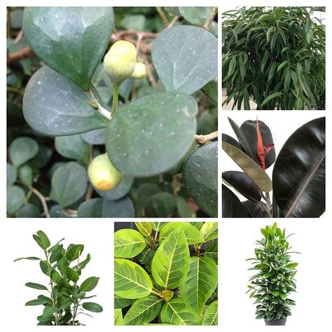 12 Types of Ficus Plants with Pictures | Ficus Varieties with Pictures Ficus Varieties, Ficus Triangularis, Ficus Benghalensis, Creeping Fig, Ficus Pumila, Weeping Fig, Ficus Benjamina, Ficus Lyrata, Ficus Elastica