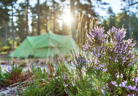 Spring Camping: The Ultimate List of Tips, Essentials, and Destinations By Andrea #camping #spring #essentials Spring Camping Aesthetic, Spring Hiking Aesthetic, Camping Mountain Aesthetic, Camping Sunset, Spring Break Camping, Amicalola Falls, Spring Camping, Cumberland Island, Spring Essentials