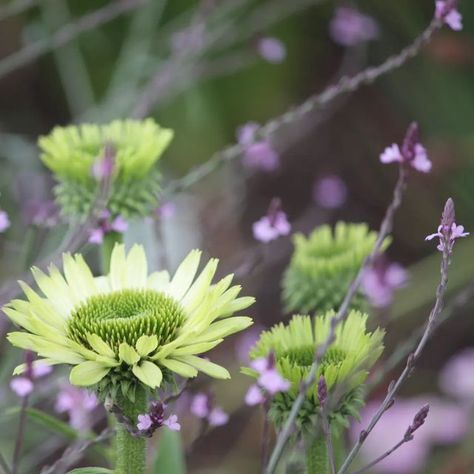 Jelle Grintjes on Instagram: "Not a love couple, but a couple to fall in love with... Echinacea 'Green Jewell' and Verbena 'Bampton' . www.grintjestuinontwerp.nl #lovecouple #colorsofnature #naturelove #naturalbeauty #naturephoto #picofday #pictureoftheday #photoofday #photooftheday #tuinontwerper #plants #gardendesign #gardenflowers #gardensoftheworld #gardeninspiration #gardenideas #instagarden #dutchwave #mijntuin #newperennialmovement #bloom #flowers" Verbena Bampton, Bloom Flowers, Gardens Of The World, Ture Love, Love Couple, Nature Photos, Garden Inspiration, A Love, Garden Landscaping