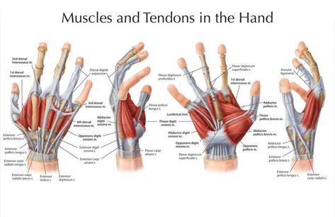 Hands structure, function, bones, nerves, muscles & anatomy Hand Bone Anatomy, Wrist Anatomy, Anatomy Science, Hand Anatomy, Hand Muscles, Anatomy Bones, Median Nerve, Anatomy References, Human Body Anatomy