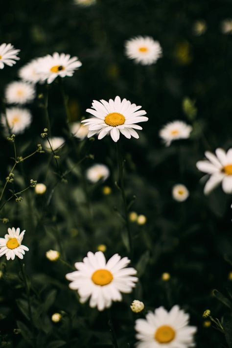 white daisies in bloom during daytime photo – Free Flower Image on Unsplash Daisy Wallpaper Iphone Aesthetic, Blue Daisy Wallpaper, Flower Desktop Wallpaper, Daisy Background, Daisy Wallpaper, Spring Wallpaper, Aesthetic Blue, Blue Daisy, Chamomile Flowers