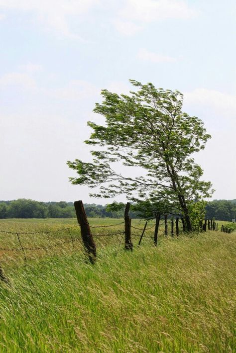 Windy Day Wind Pictures Nature, Windy Weather Aesthetic, Windy Wallpaper, Windy Day Aesthetic, Wind Aesthetics, Windy Aesthetic, Windy Landscape, Trees In The Wind, Wind Tree