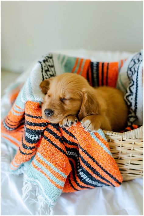 Monthly Puppy Pictures Photo Ideas, Puppy Welcome Home Pictures, New Puppy Pictures, Professional Puppy Pictures, 3 Week Old Puppy Photoshoot, Newborn Puppy Photos, Puppy Monthly Photo Ideas, Diy Puppy Photoshoot Ideas, Puppies Photoshoot Ideas