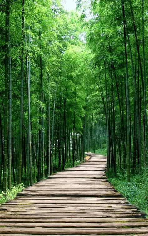 Bamboo Landscape, 숲 사진, Wallpaper Decal, Bamboo Wallpaper, Forest Mural, Nursery Mural, Bamboo Garden, Forest Road, Wallpaper Nature Flowers