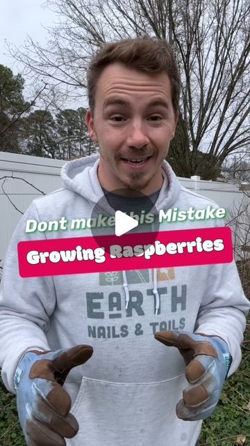 Philip Longo | Gardening & Homesteading Coach on Instagram: "Know this before growing raspberries!
Raspberries are a simple plant to grow with so many colors, flavors and varieties. But before just picking up what’s at the big box store it’s important to know their growth and care habits. 
Primocanes are first year canes and floricanes are second year canes. Depending on raspberry variety one or both can produce fruit. 
Knowing this before planting will help you understand how they will grow and what you will need to do to prune them for continued growth and fruit production. 
Follow for more garden care tips!" Raspberry Growing, How To Grow Raspberries, Raspberry Plants Growing, Raspberry Garden, Raspberry Plant, Raspberry Canes, Raspberry Bush, Raspberry Plants, Growing Raspberries