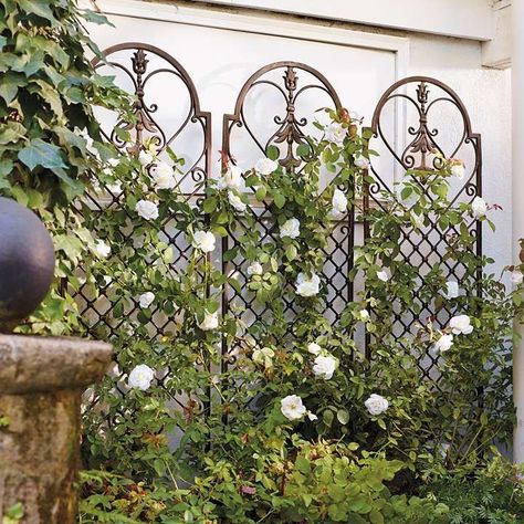 This Scroll Wall Trellis functions beautifully against a wall, positioned as a freestanding divider, or planted into an oversized container. Description from pinterest.com. I searched for this on bing.com/images Yard Privacy Ideas, Yard Privacy, Privacy Ideas, Iron Trellis, Wall Trellis, Rose Trellis, Garden Vines, Walled Garden, Hydroponic Gardening