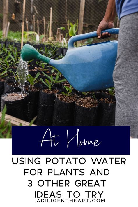 Potato Water, Potato Water For Plants, Potato Peel Water For Plants, Apple Water, Benefits Of Potatoes, Potato Juice, Plant Benefits, Natural Pest Control, Plant Hacks