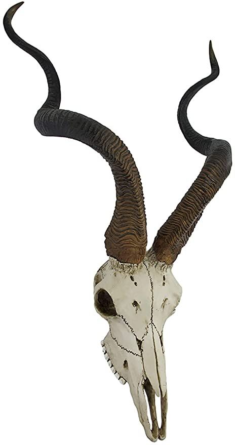 Kudu Skull, Antelope Skull, Antelope Horns, African Antelope, Skull Reference, Goat Skull, Animal Skeletons, Animal Skull, Vulture Culture