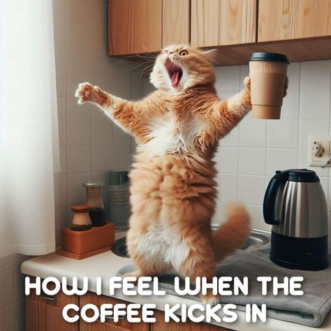 Kaffe Humor, Wednesday Coffee, Coffee Jokes, Wednesday Humor, Good Morning Funny Pictures, Coffee Blog, Coffee Pictures, Good Morning Funny, Funny Cartoon Quotes