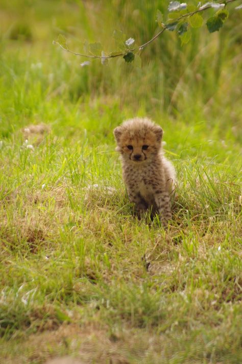 Tiny little cheetah  ♡♡♡ Cheetah Cub, Baby Cheetah, Cheetah Cubs, Baby Cheetahs, Cheetah Animal, Baby Lion, Cheetahs, Cute Wild Animals