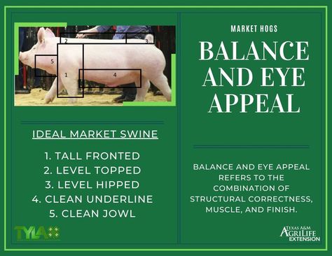 Easy Ag Mechanics Projects, 4h Pig Poster Ideas, Showing Pigs 4-h, Livestock Judging Tips, Show Pigs Tips, 4h Pigs, 4h Livestock, Showing Pigs, Show Pigs