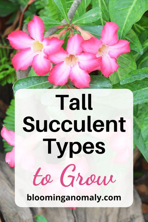 Tall Succulent Types to Grow Tall Succulents, African Milk Tree, Small Yellow Flowers, Urban Gardens, Barrel Cactus, Baobab Tree, Pot Ideas, Aloe Vera Plant, Agave Plant