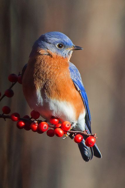 Eastern Bluebird, Nature Birds, Backyard Birds, Bird Pictures, Exotic Birds, Bird Drawings, Pretty Birds, Bird Photo, Watercolor Bird