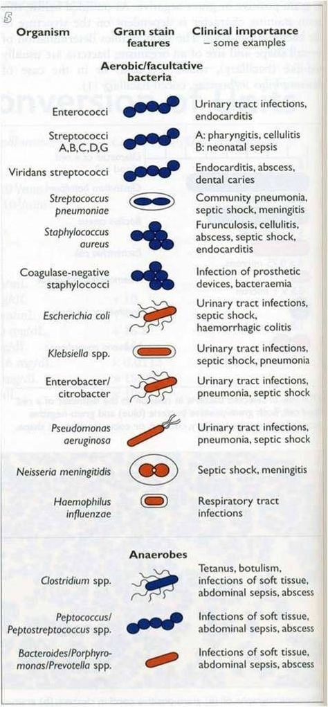 Bacteria And Viruses Activities, Staphylococci Bacteria Infection, Natural Antibiotics Bacteria, Microbiology Study, Nail Ideas Acrylic, Medical Lab Technician, Medical Laboratory Technician, Microbiology Lab, Lab Science