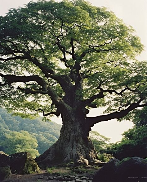 large oak tree with branches surrounding the large stones Background Huge Trees Forest, Great Oak Tree, Ancient Oak Tree, Large Willow Tree, Giant Oak Tree, Tree Photo Reference, Old Trees Aesthetic, Oak Tree Forest, Wallpaper Backgrounds Trees