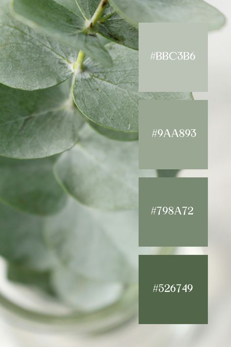 This pastel green palette is a close-up image captures the subtle textures and pale green tones of eucalyptus leaves, emphasizing their gentle and soothing pastel hues. Sage Green Colour Palette Wedding, Green Grey Pallet, Natural Green Palette, Pale Green Palette, Aesthetic Green Color Palette, Sage Green Bedroom Walls Color Palettes, Sage Green Mood Board Aesthetic, Eucalyptus Green Color Palette, Green Aesthetic Color Palette