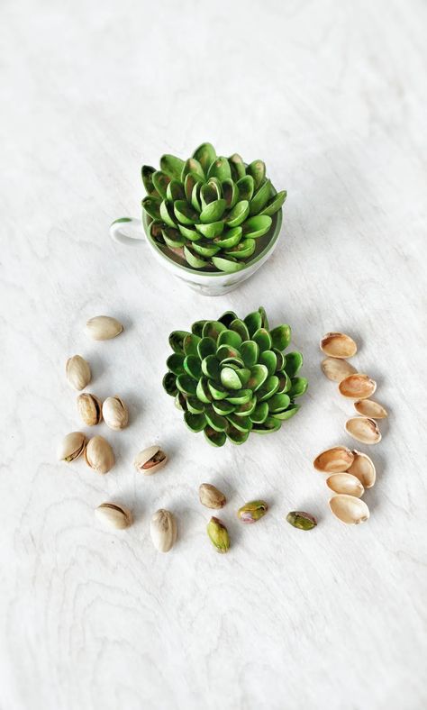 pistachio shell succulent craft | Reaching Happy Pistachio Shell, Pista Shell Crafts, Something From Nothing, Pistachio Shells, Shells Diy, Shell Crafts Diy, Nail Swag, Easy Diy Art, Shell Art