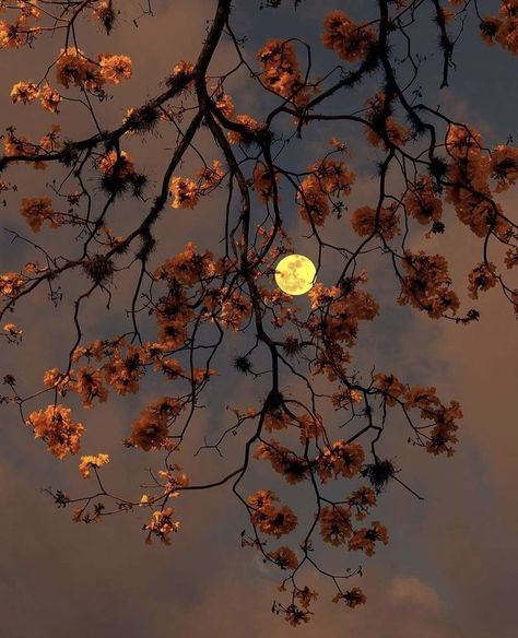 ︎ ︎ ︎ on Twitter: ""always remember we are under the same sky, looking at the same moon." https://t.co/nuZ7N1CyzD" / Twitter Orange Moon Aesthetic, Orange Asthetics Wallpaper, Moon Bath, The Moon Is Beautiful, Autumn Magic, Autumn Scenery, Cabin In The Woods, World Photography, Fall Pictures