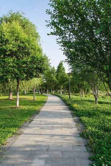 park lane in the afternoon road park without photographs with pictures Background Pictures Background, Street Background, Nature Background Images, Flowers Drawing, Aesthetic Garden, Background Images For Editing, Drawing Flowers, Park Pictures, Flower Nail Designs