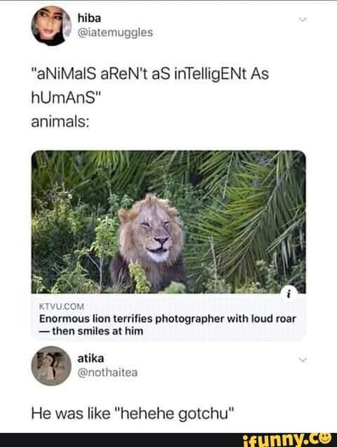 Animal Jokes, Funny Animal Jokes, Memes Humor, Funny Animal Memes, A Lion, Komik Internet Fenomenleri, Cute Creatures, Really Funny Memes, An Animal