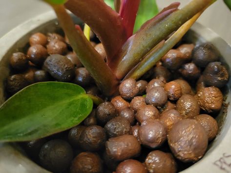 How to Use Clay Pebbles for Houseplants | Just Houseplants Planting In Clay, How To Make Clay, Plants Indoor, Indoor Gardening, Snake Plant, Tropical Garden, Growing Plants, Hydroponics, Clay Beads