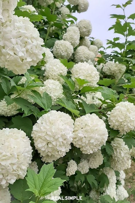 Moon Gardens Are the Dreamiest Plant Trend of 2021—Here's How to Create One | These showy blooms will help anchor your moon garden as they put off large round clusters of snow-white blooms. #gardening #gardenideas #realsimple #howtogarden #gardentutorial Lily Of The Valley In Garden, Flower Garden Landscape Design, Greenhouse Living, Hedge Witchcraft, Moon Gardens, Snowball Hydrangea, Alyssum Flowers, Avocado Chips, White Flowers Garden