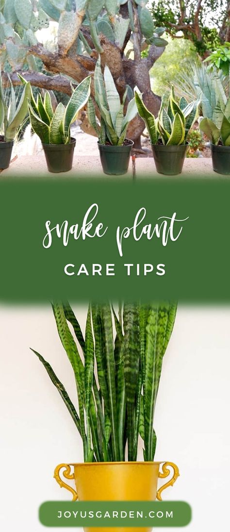 Plant Growing Tips, Mother In Law Plant, Snake Plant Care, Mother In Law Tongue, Plant Care Tips, Fake Plants Decor, Plant Care Houseplant, Plant Growing, Indoor Plant Care