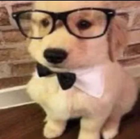 Silly Cats Pictures, Silly Dogs, Wearing Glasses, Silly Animals, Silly Pictures, Silly Cats, Secret Obsession, Really Funny Pictures, Cute Little Animals