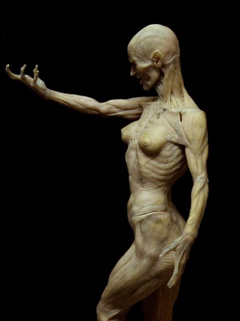 Paul Komoda Human Anatomy Reference, Wow Photo, Anatomy Sculpture, Muscle Anatomy, Anatomy Poses, Anatomy For Artists, Anatomy Study, Human Reference, Body Anatomy