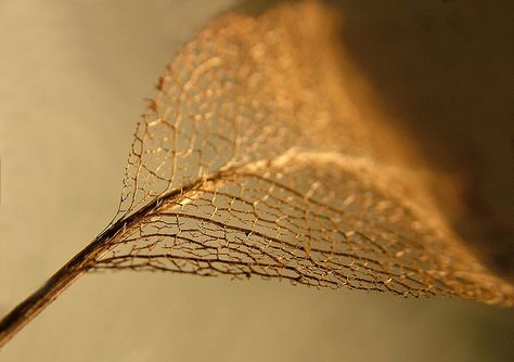 Love the gold leaf veins Leaf Veins, Gold Veins, Natural Form Art, Leaf Texture, Fallen Leaves, Fashion Photography Poses, Golden Leaves, Mood Board Design, Watercolor Leaves