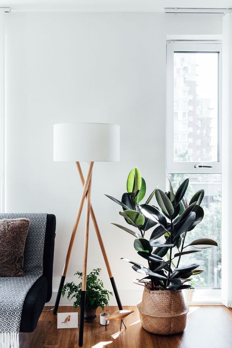 Best Indoor Trees, Interior Design Plants, Indoor Plant Wall, Living Room Plants, Ficus Elastica, Indoor Trees, Rubber Plant, Inside Plants, Best Indoor Plants