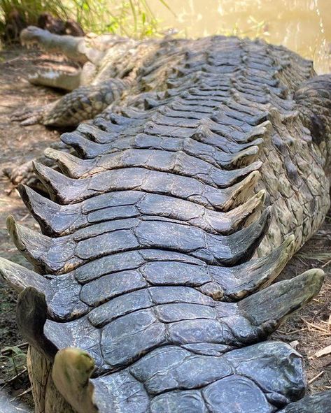 Nails Crocodile, Alligator Wallpaper, Crocodile Facts, Crocodile Nails, Alligators Art, Real Animals, Reptile Skin, Wild Animals Pictures, Cute Reptiles