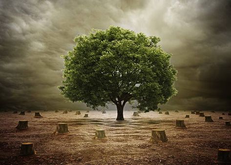 How to Control and Stop Deforestation - Deforestation Solutions Earth Overshoot Day, Conceptual Artwork, Forest Conservation, Habitat Destruction, Save Trees, Environmental Problem, Environment Day, World Environment Day, Environmental Issues