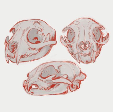 Skull Reference Animal, Cat Skull Reference Drawing, Animal Skull Anatomy, Animal Carcass Drawing, Deer Skull Anatomy, Possum Skull Drawing, Canine Skull Reference, Cat Skull Side View, Animal Skull Front View