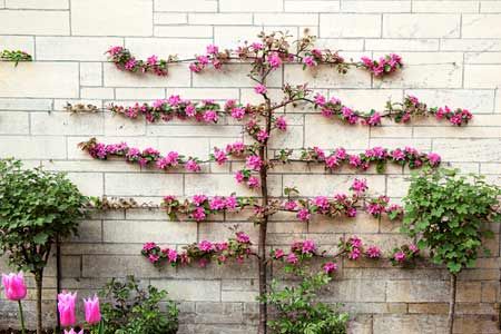 Espalier Garden Scapes, Espalier Fruit Trees, Texas Garden, Garden Site, Living Fence, Garden Vines, Garden Shrubs, Pink Blossom, Bougainvillea