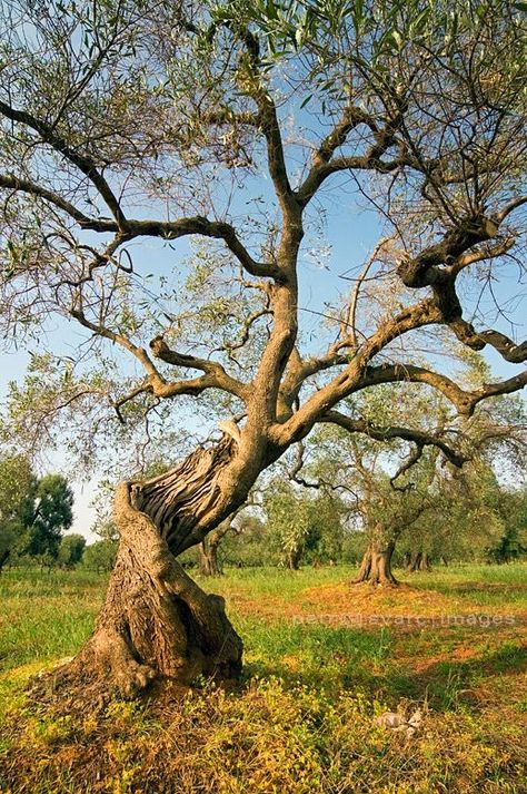 Olive Tree Care, Old Olive Tree, Growing Olive Trees, 숲 사진, Boom Kunst, Weird Trees, Twisted Tree, Olea Europaea, Old Tree