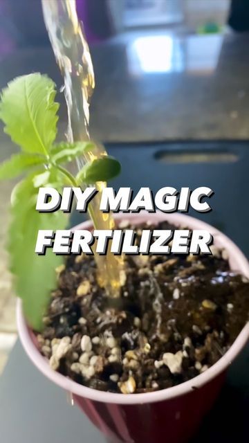 Tea Fertilizer, Plant Books, Natural Plant Food, Organic Plant Food, Old Fashioned Oats, Garden Remedies, Household Plants, Mosquito Repelling Plants, Plant Hacks