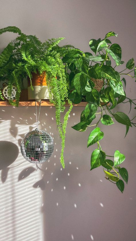 Plants, disco ball, interior design, bedroom decor Plants Aesthetic, Ball Aesthetic, Plant Aesthetic, House Plants Decor, Disco Balls, Room With Plants, House Plants Indoor, Pretty Plants, Cute Room Decor