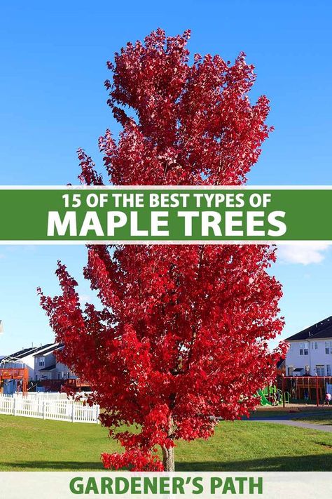 Maple trees are an amazing group of plants. But with so many incredible Acer species available, it can be hard to choose. That’s why we created this list of the best maple trees to grow at home. We provide a breakdown of what they have to offer and how to use them in the landscape. #mapletrees #landscape #gardenerspath Amur Maple Tree Landscaping, Red Point Maple Tree, Apollo Maple Tree, Best Maple Trees For Front Yard, Amur Maple Tree, Crimson Maple Tree, Armstrong Maple Tree, Columnar Maple Tree, Brandywine Maple Tree